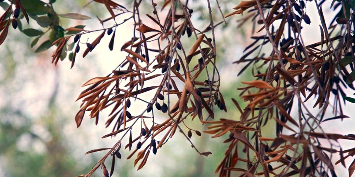 Xylella Fastidiosa